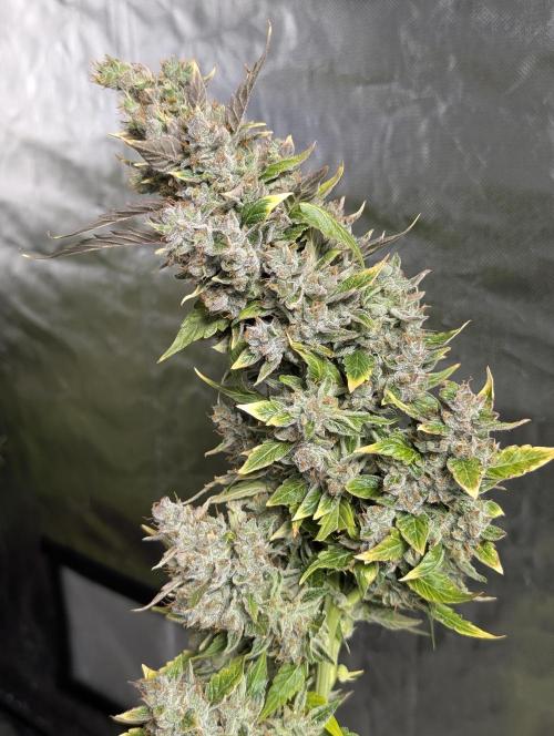 AK 47 XL 3x. Week 12