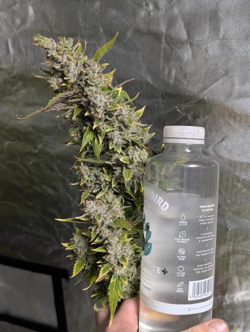 AK 47 XL 3x. Week 12