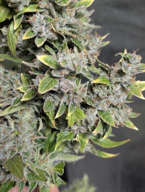 AK 47 XL 3x. Week 12