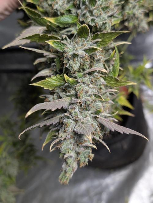 AK 47 XL 3x. Week 12