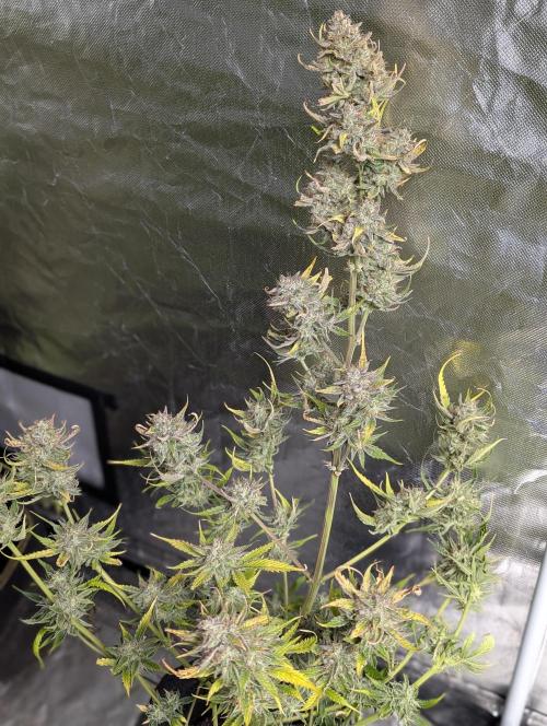 AK 47 XL 3x. Week 12 - N3