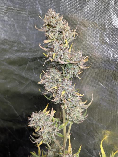 AK 47 XL 3x. Week 12