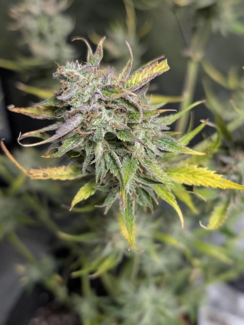 AK 47 XL 3x. Week 12