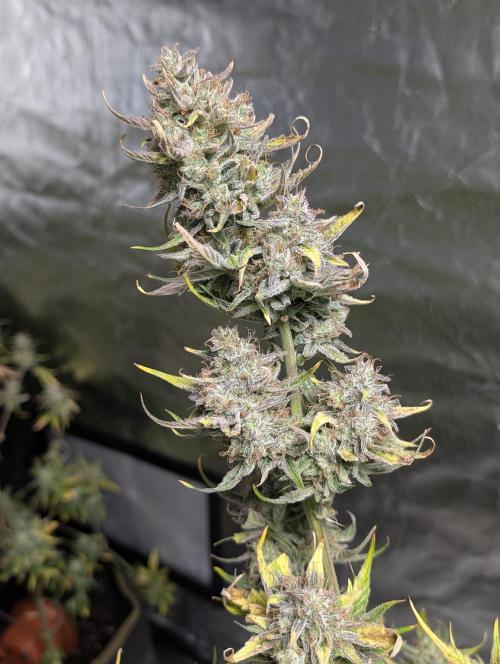 AK 47 XL 3x. Week 12