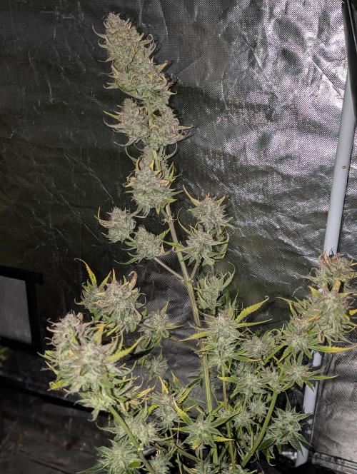 AK 47 XL 3x. Week 12