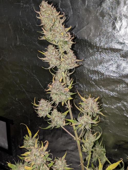 TSL2000 300W LED. Week 12