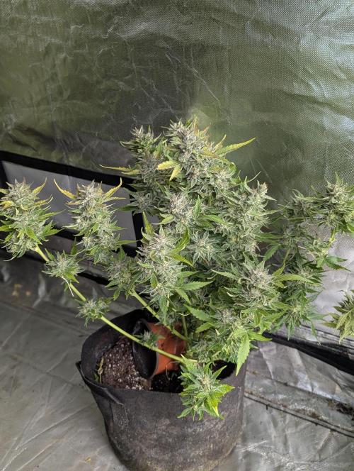 Afghani Bullet x5. Week 12 - N1