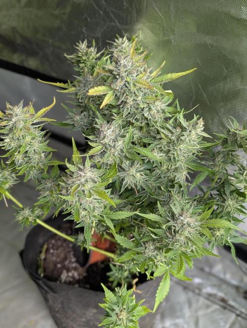 Afghani Bullet x5. Week 12 - N1