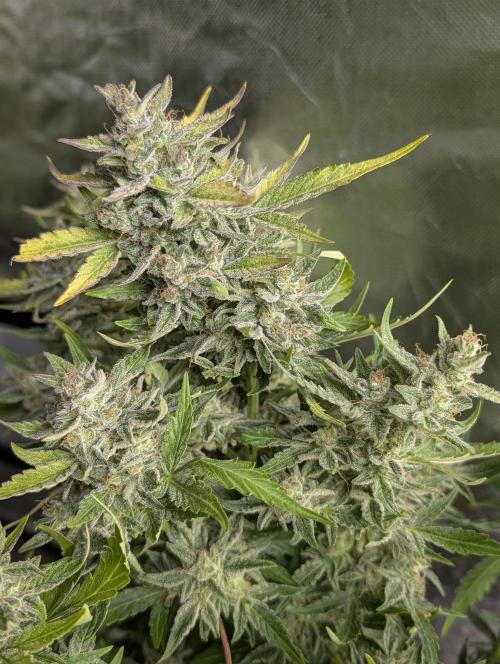 Afghani Bullet x5. Week 12 - N1