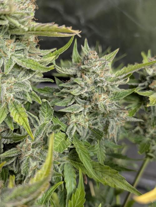 Afghani Bullet x5. Week 12 - N1