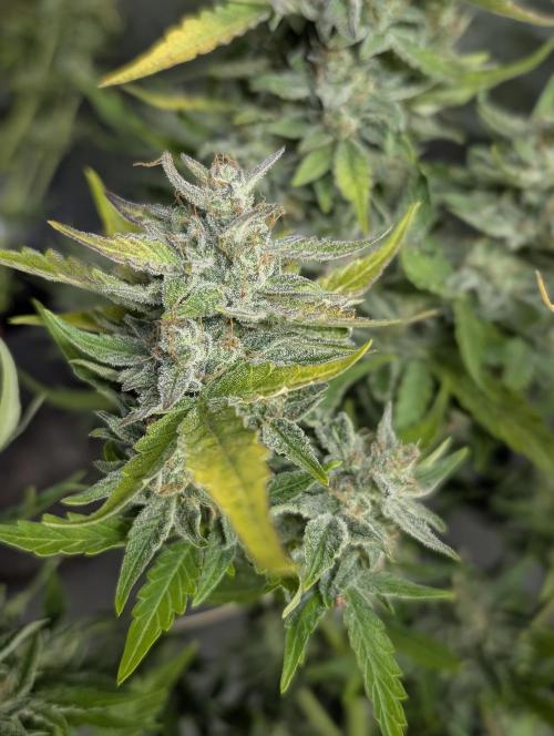 Afghani Bullet x5. Week 12 - N1