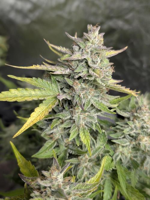 Afghani Bullet x5. Week 12 - N1