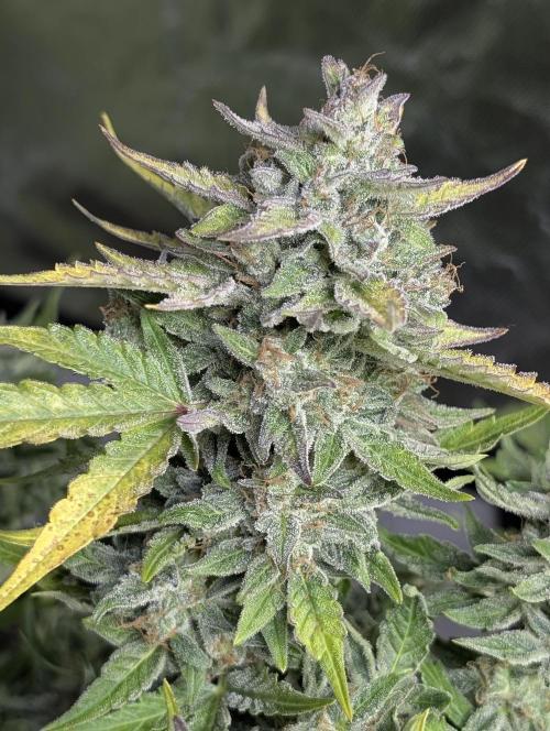 Afghani Bullet x5. Week 12 - N1