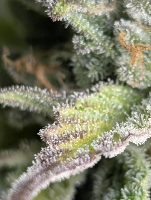 Afghani Bullet x5. Week 12 - N1