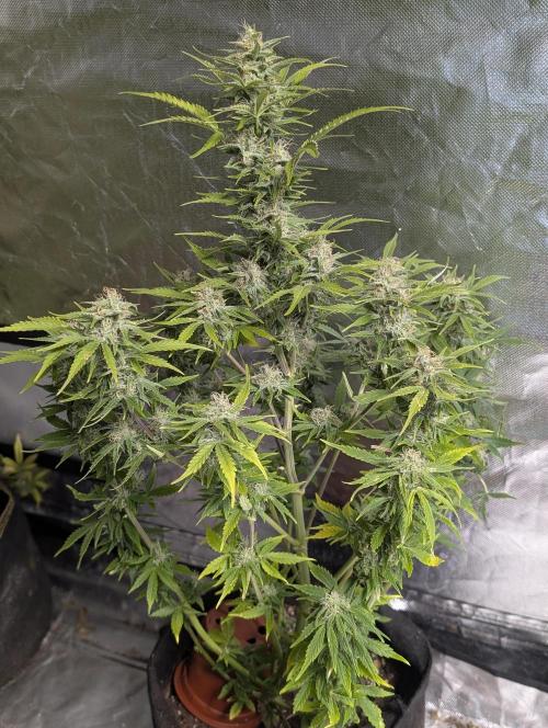 Afghani Bullet x5. Week 12 - N2