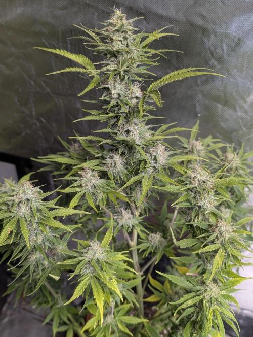 Afghani Bullet x5. Week 12