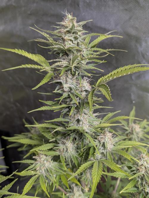 Afghani Bullet x5. Week 12