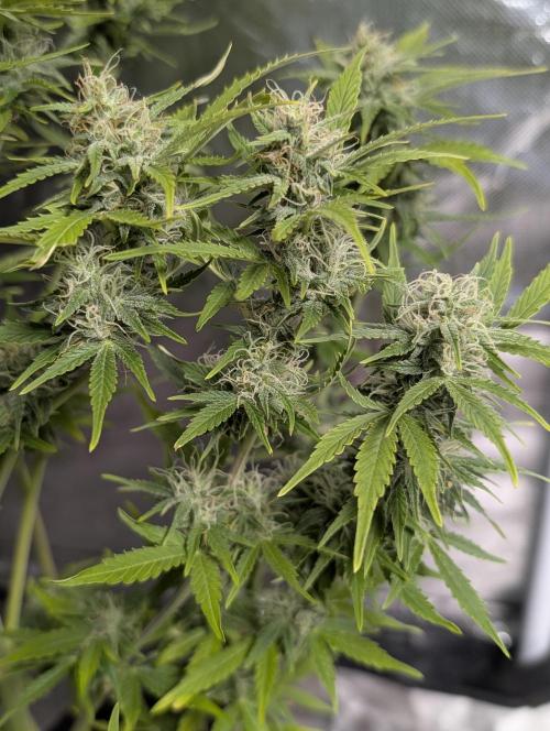 Afghani Bullet x5. Week 12
