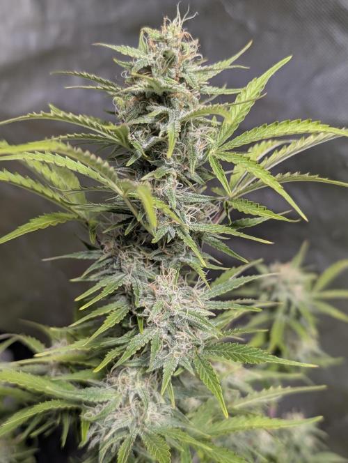 Afghani Bullet x5. Week 12