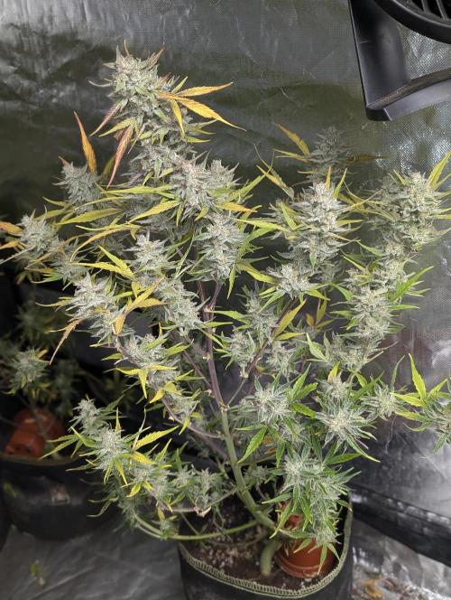 Afghani Bullet x5. Week 12 - N3