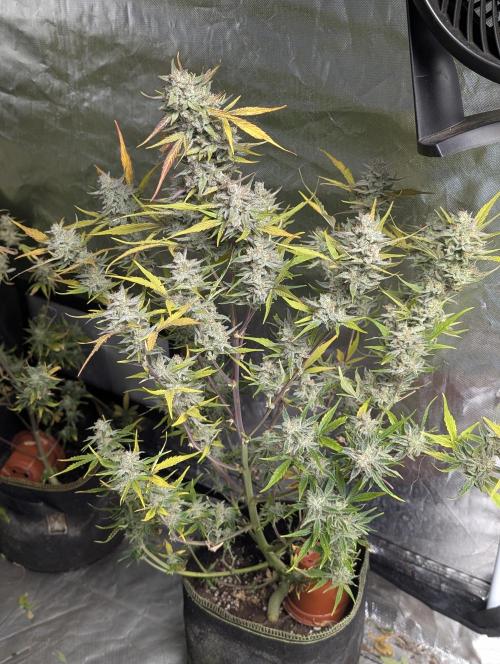 Afghani Bullet x5. Week 12