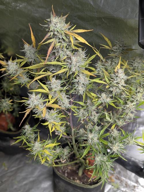 Afghani Bullet x5. Week 12