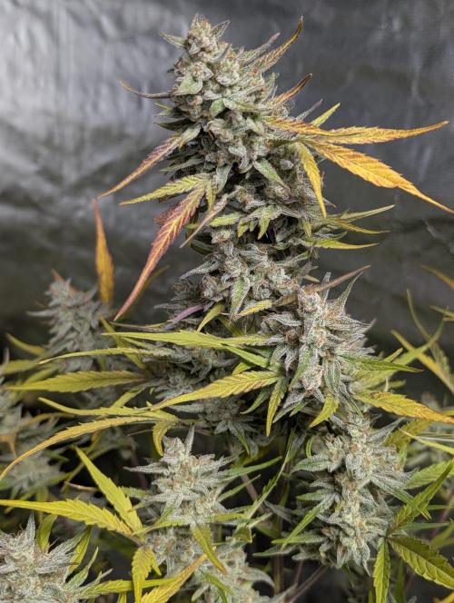 Afghani Bullet x5. Week 12