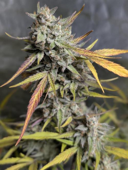 Afghani Bullet x5. Week 12