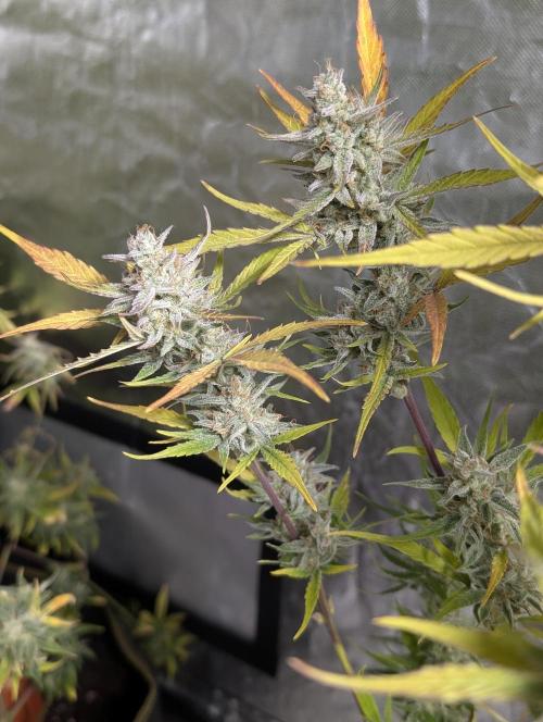 Afghani Bullet x5. Week 12