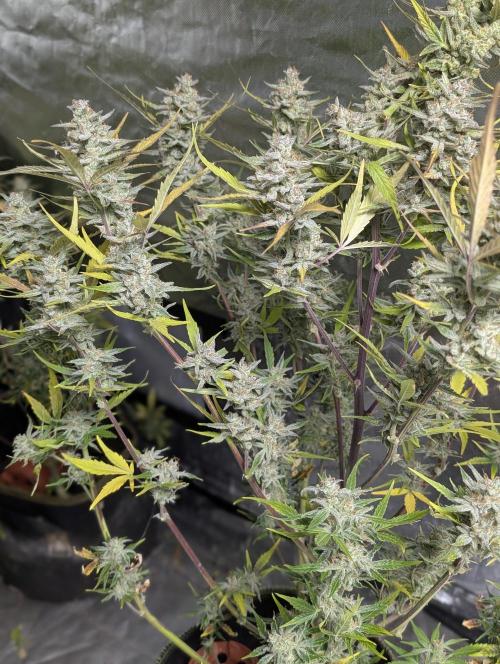 Afghani Bullet x5. Week 12