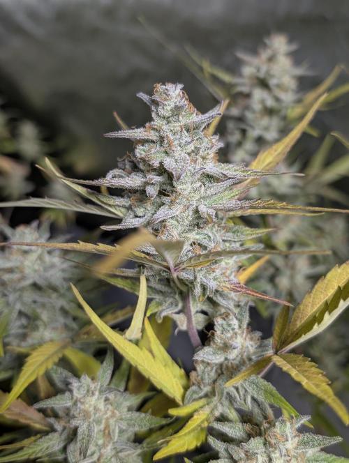 Afghani Bullet x5. Week 12