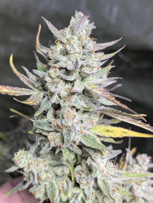 Afghani Bullet x5. Week 12