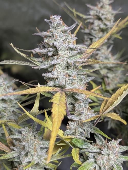 Afghani Bullet x5. Week 12