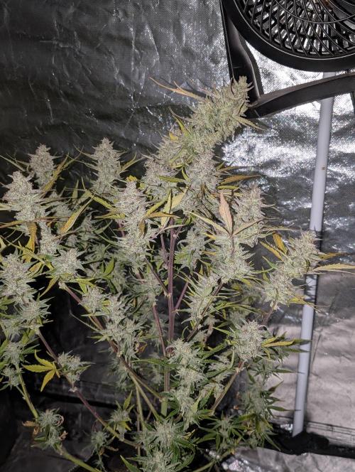 Afghani Bullet x5. Week 12