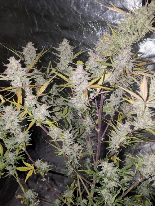 Auto Afghan Bullet. Week 12