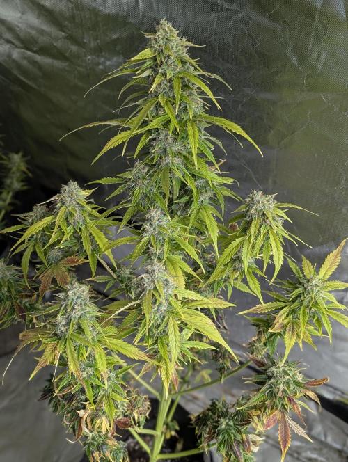 Fractal auto x5. Week 11 - N1