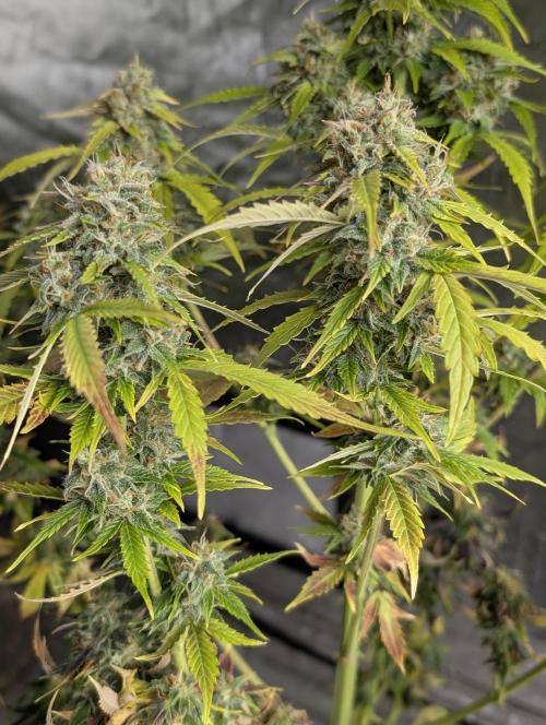 Fractal auto x5. Week 11
