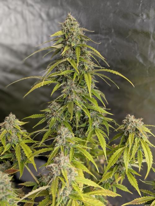 Fractal auto x5. Week 11