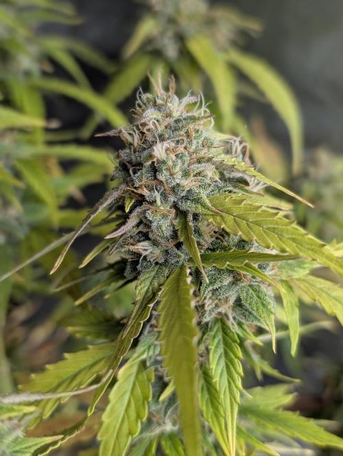 Fractal auto x5. Week 11