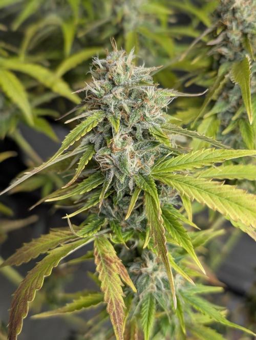 Fractal auto x5. Week 11