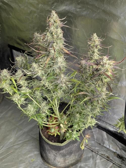 Fractal auto x5. Week 11 - N2