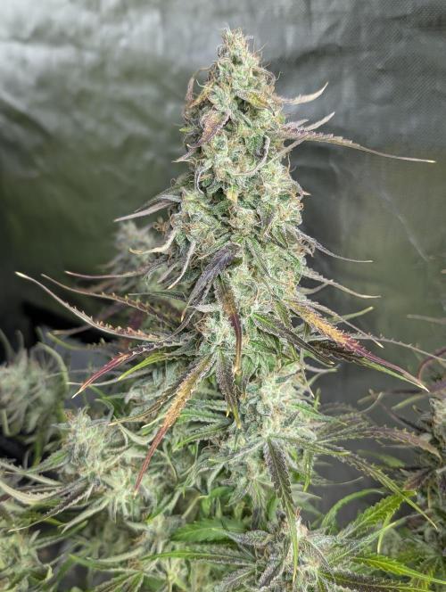 Fractal auto x5. Week 11