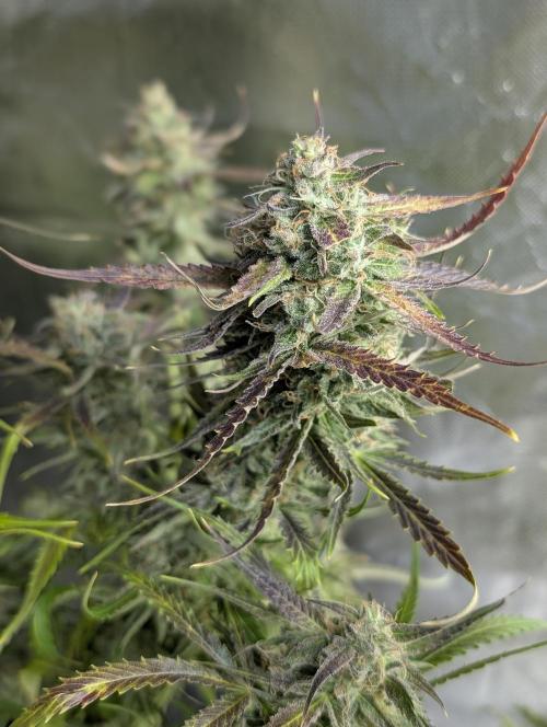 Fractal auto x5. Week 11