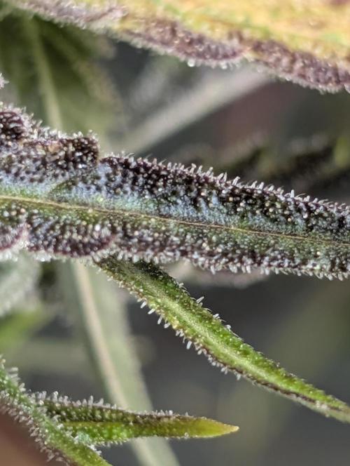 Fractal auto x5. Week 11