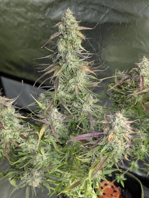 Fractal auto x5. Week 11