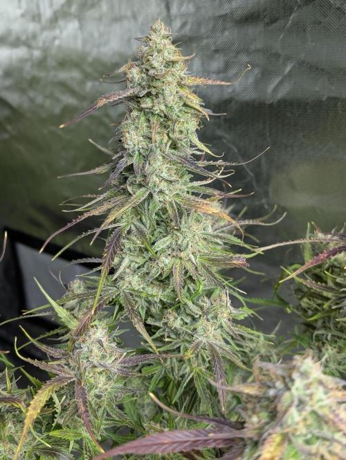Fractal auto x5. Week 11
