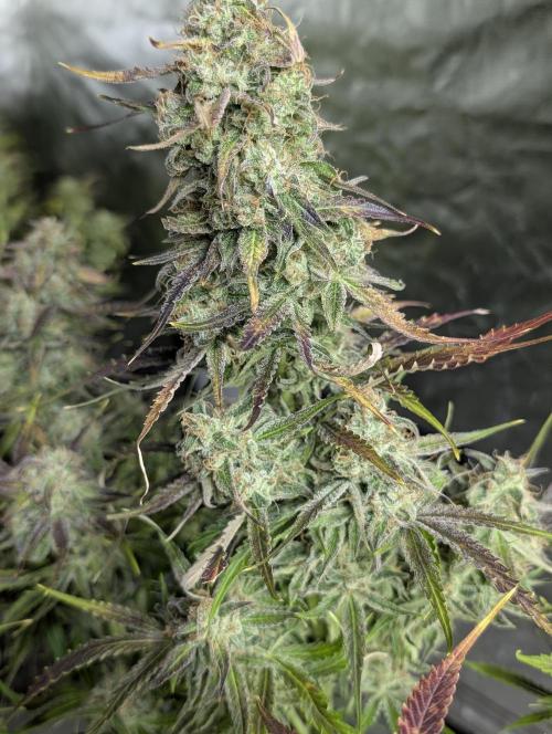 Fractal auto x5. Week 11