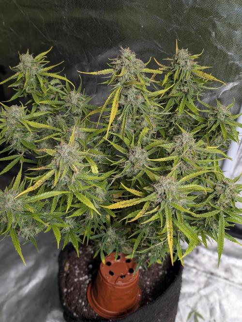 Fractal auto x5. Week 11 - N3