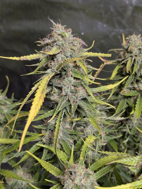 Fractal auto x5. Week 11