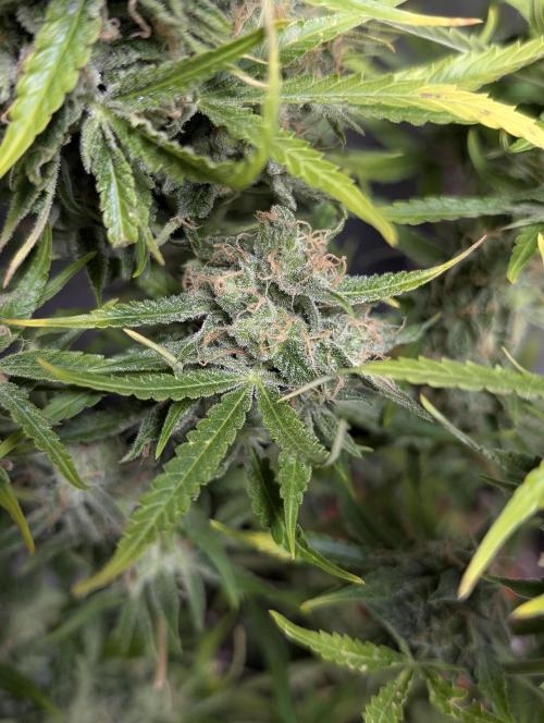 Fractal auto x5. Week 11